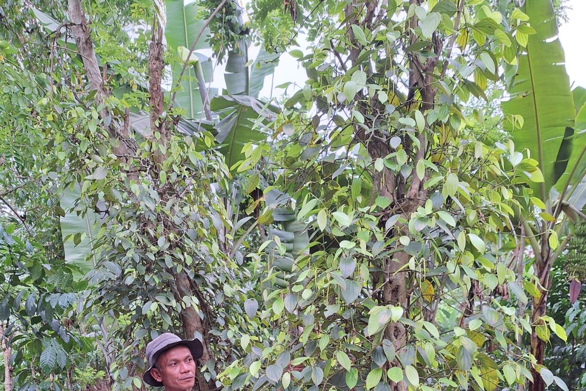 Senyum ceria petani lada hitam Lampung