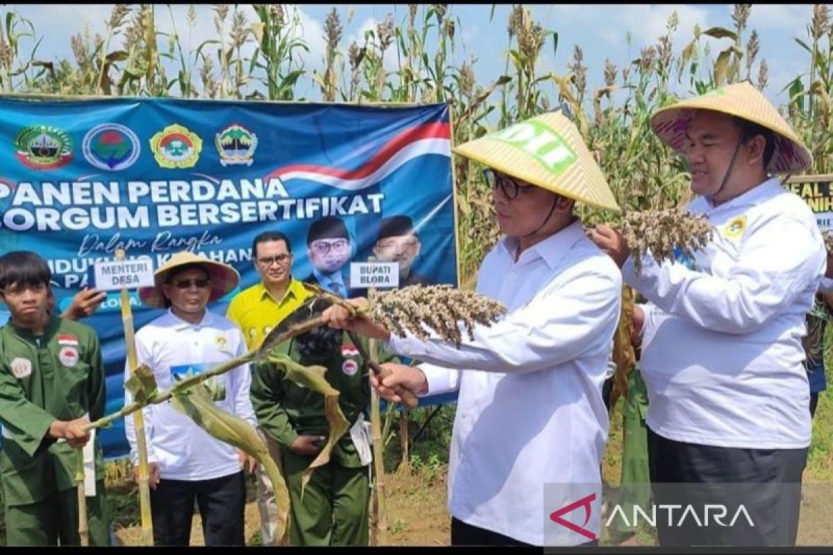 Mendes PDT apresiasi LDII-Pemkab Blora kembangkan sorgum nasional