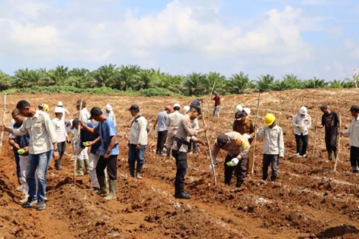 Tanam Jagung perkuat akar ketahanan pangan di Halmahera Selatan