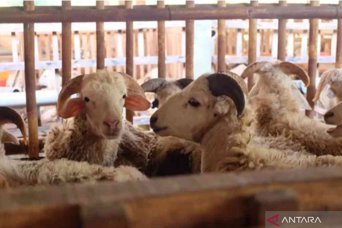 Lapak pedagang hewan kurban mulai bermunculan di Kabupaten Bekasi