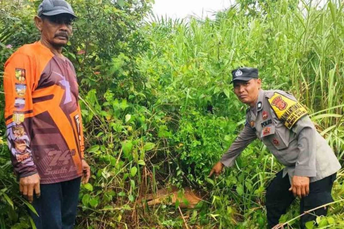 BKSDA tangani interaksi negatif harimau pemangsa sapi di Aceh Timur 