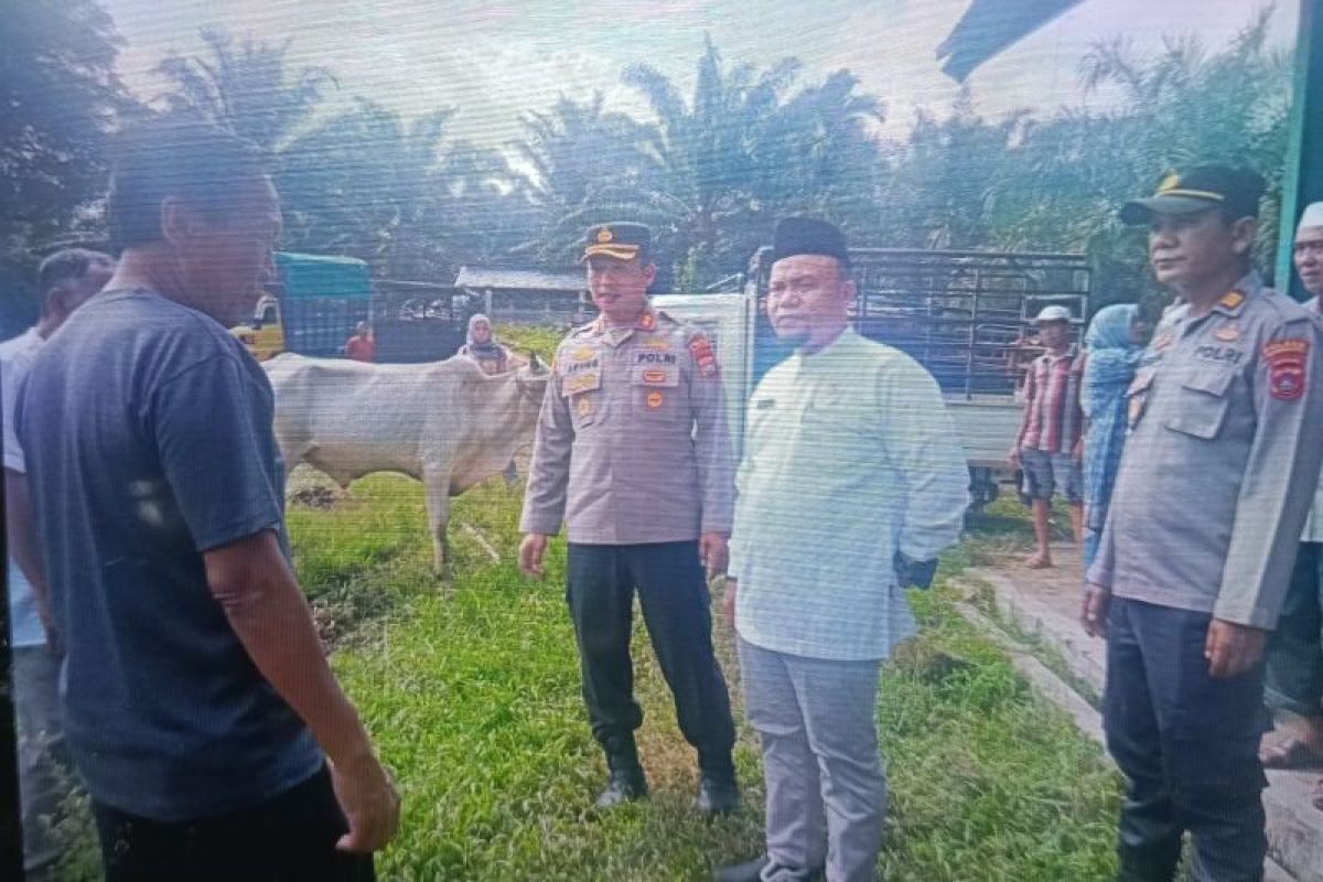 Pemkab Pasaman Barat periksa hewan ternak jelang Idul Adha