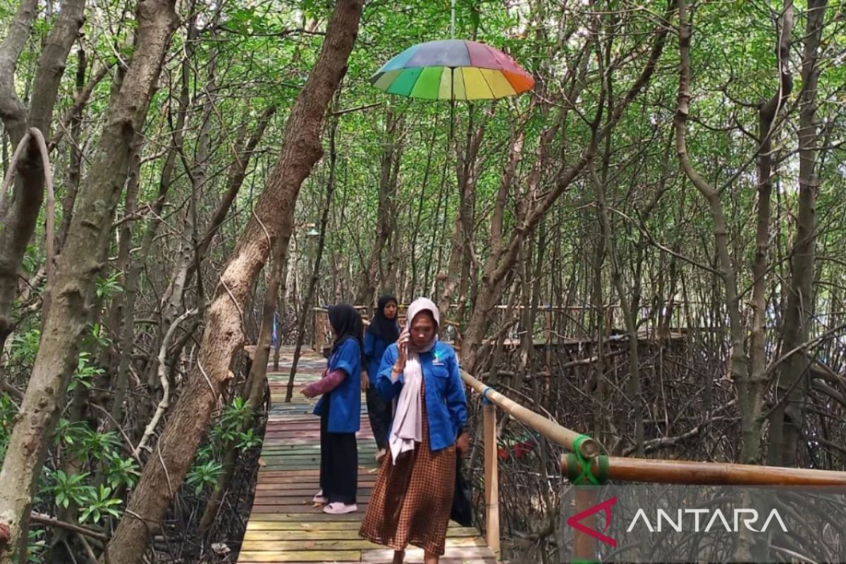Tingkatkan ekonomi warga, Sampang kembangkan wisata mangrove