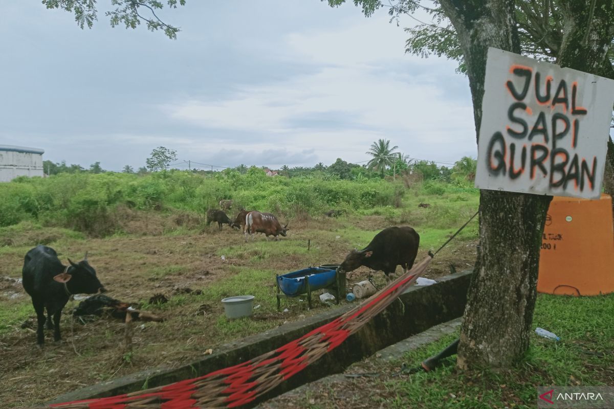 Pemkab Penajam pastikan daging hewan ternak sehat-aman dikonsumsi