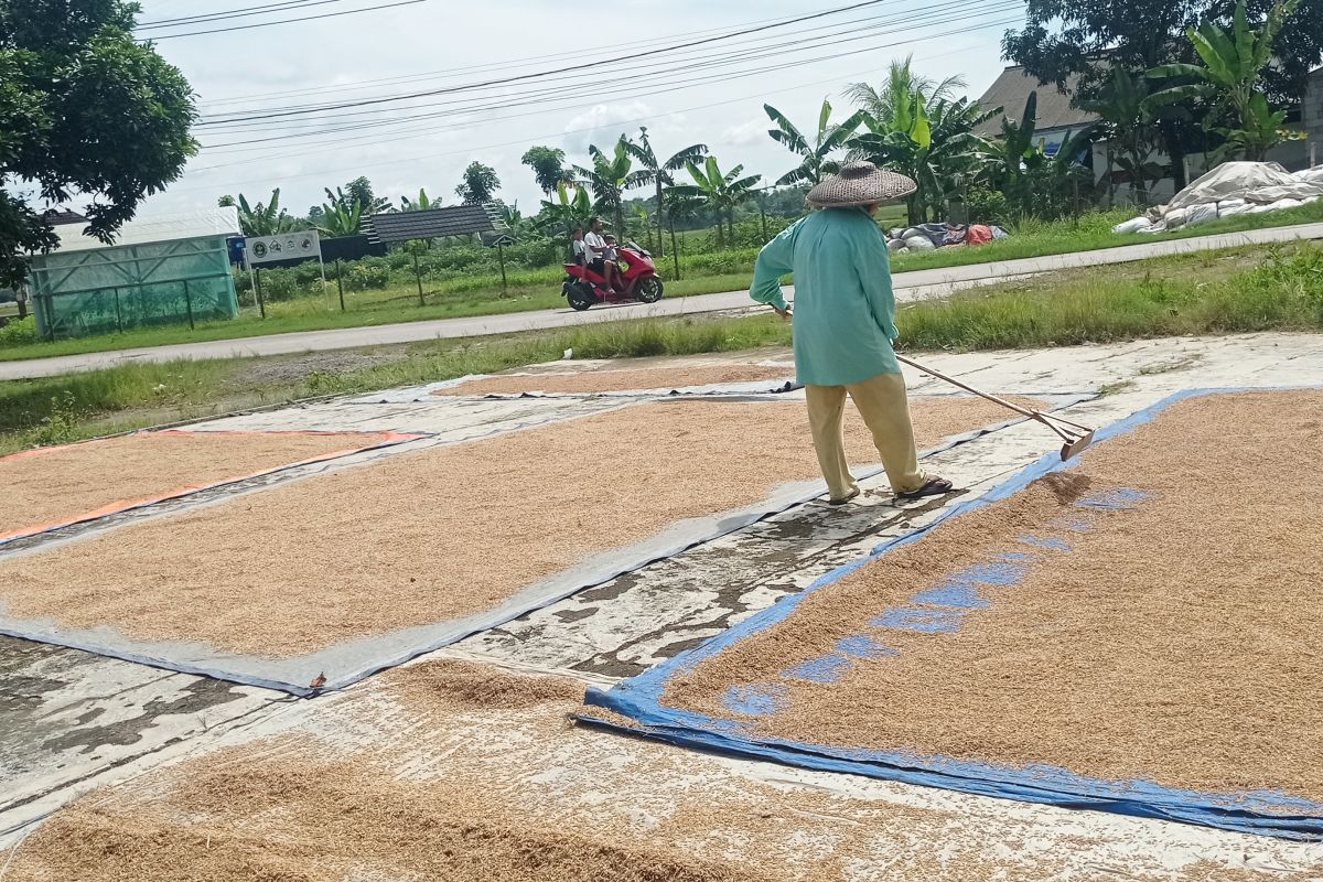 Serapan gabah tembus 2,1 juta ton setara beras