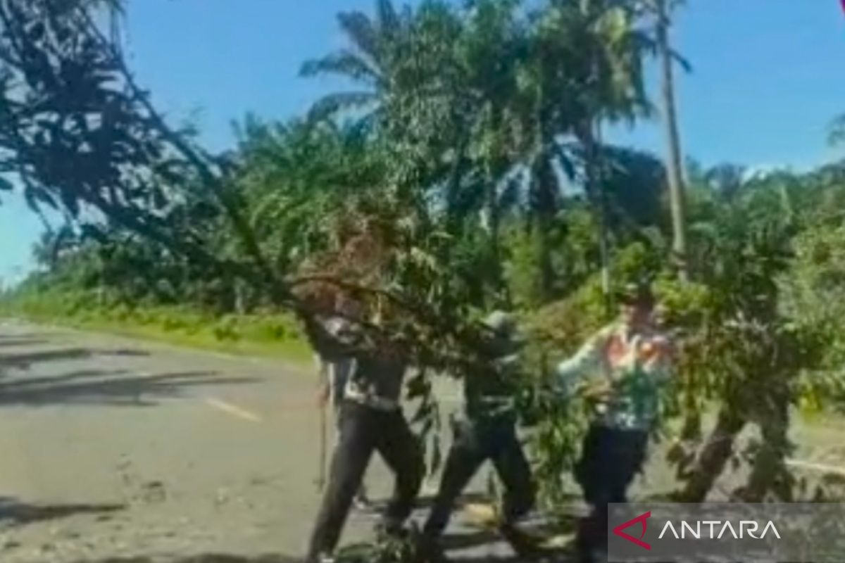 Polres-Pemkab Mukomuko pangkas pohon upaya jaga keselamatan pengendara