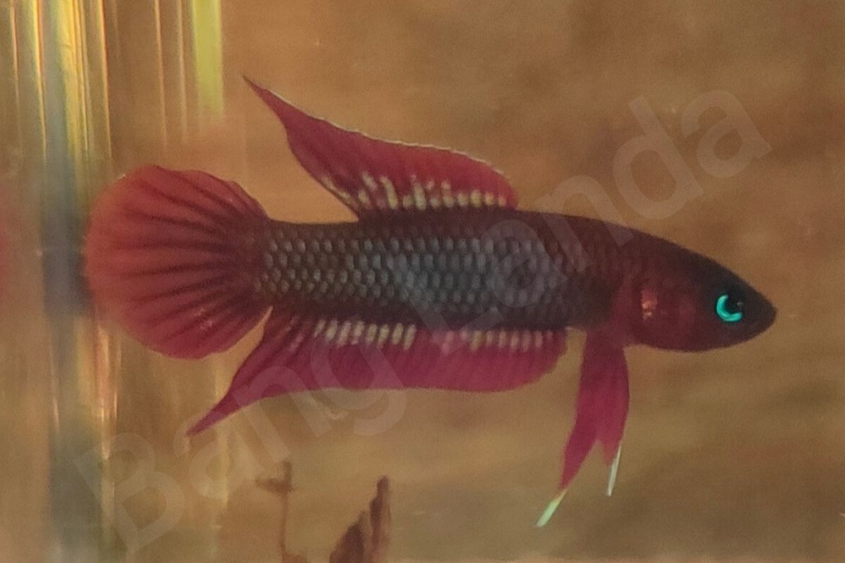 Ikan Tempalak Mirah endemik Pulau Bangka terancam punah