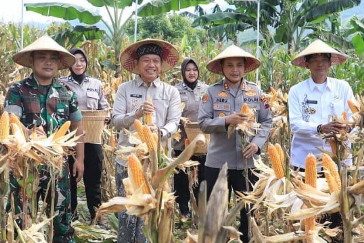 Polres Kudus panen jagung  di lahan Perhutani