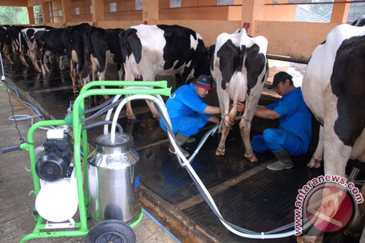 Wamen Investasi: Ekosistem peternakan sapi bisa menekan impor