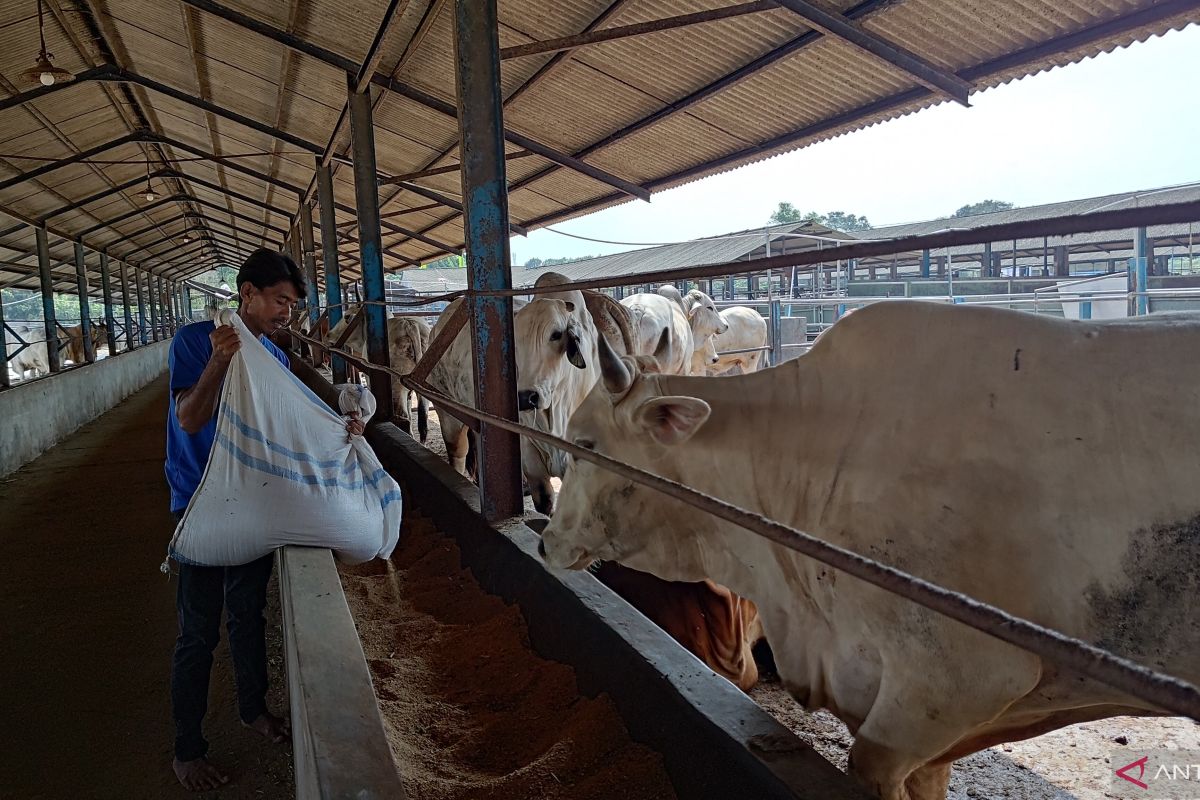 Pemkot Tangerang Selatan tingkatkan pengawasan hewan kurban