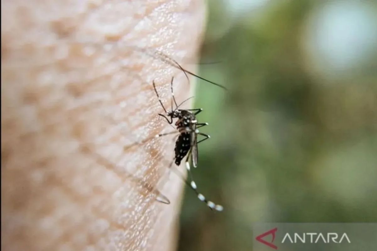 17 orang meninggal dunia di Riau akibat DBD sejak awal 2025