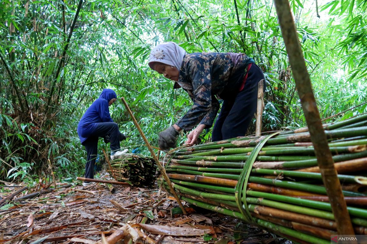 Indonesia to expand forest use for food, energy, GDP growth in 2026