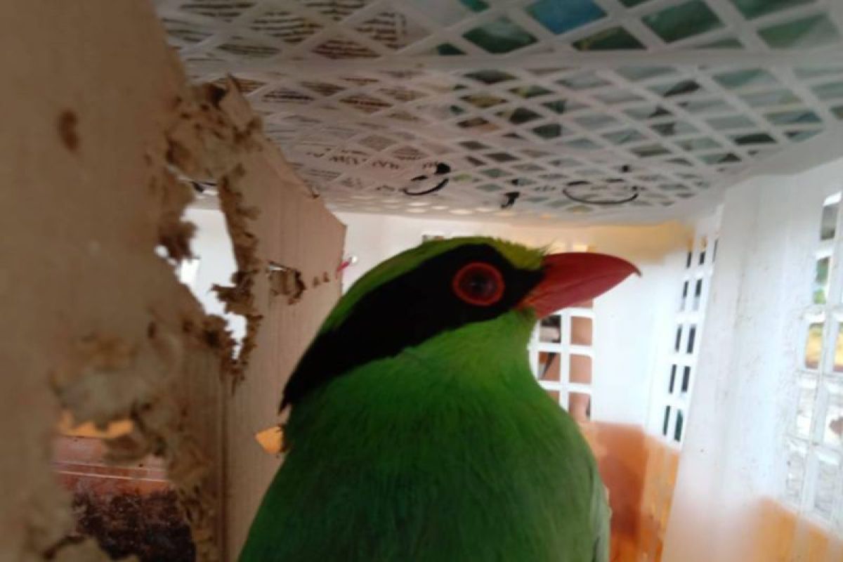 Balai Karantina Lampung gagalkan penyelundupan 668 burung tak berdokumen