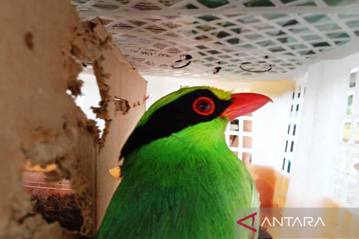 Karantina Lampung gagalkan penyelundupan 668 burung tak berdokumen