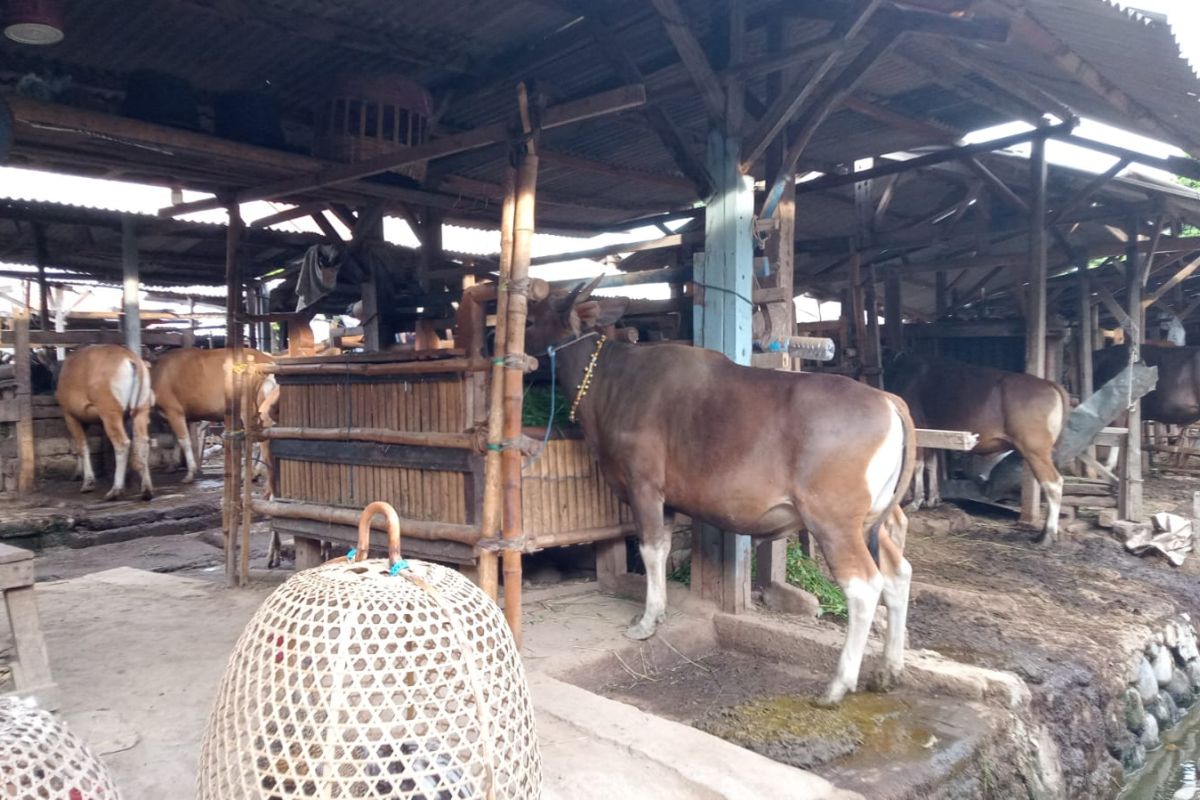 Ternak dari Sumbawa dikirim ke Mataram untuk kebutuhan kurban