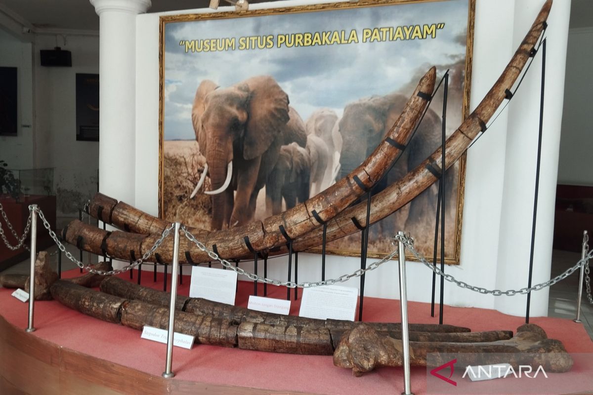 Penggalian fosil gajah purba di Situs Patiayam Kudus diperluas