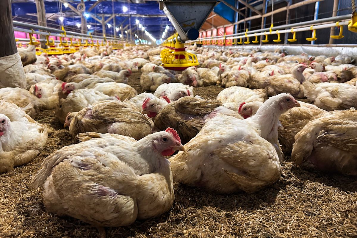 Kementan dan KPUN kolaborasi lindungi peternak ayam mandiri
