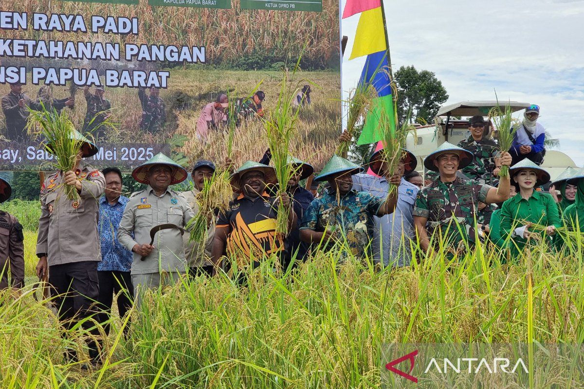 Gubernur dan Forkopimda Papua Barat panen padi di Manokwari