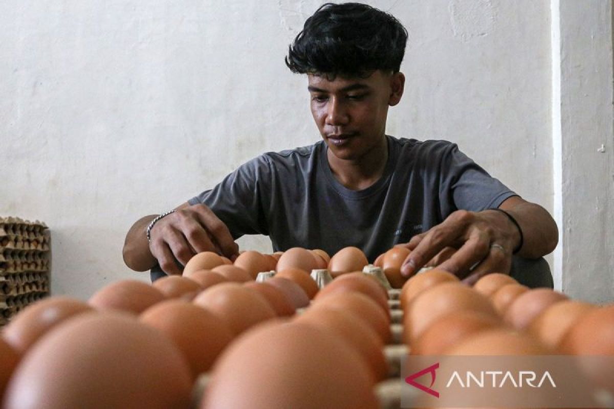 Pemprov Sumut dukung  peningkatkan konsumsi telur masyarakat