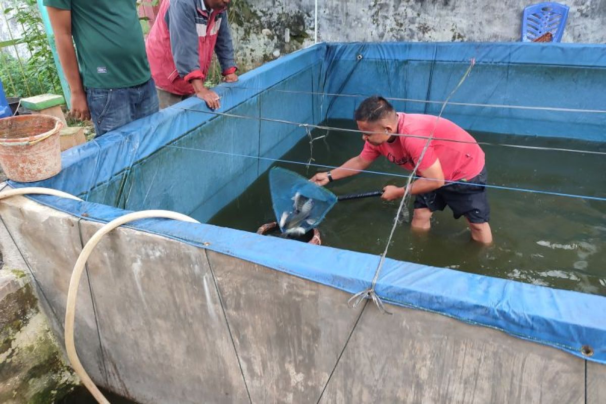 Ketahanan pangan terus bergulir, Rutan Lubuk Sikaping Panen Ikan Nila Bioflok