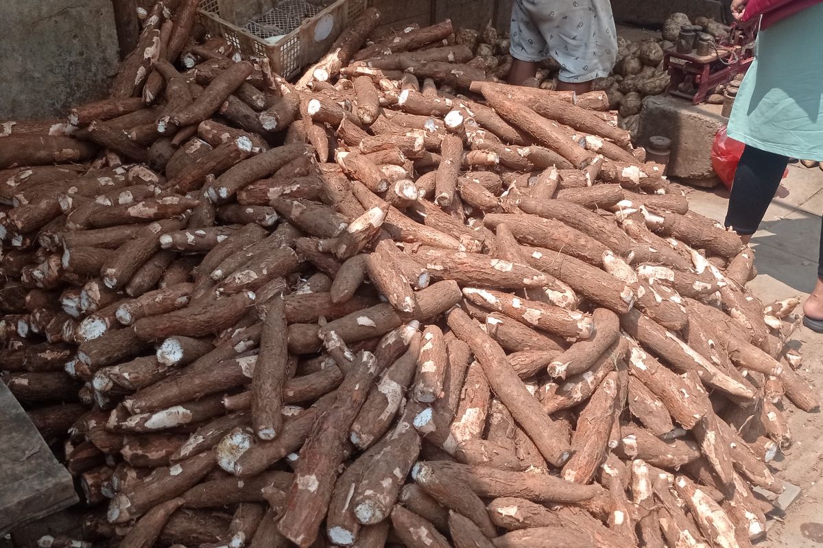 Produksi empat komoditas palawija di Lebak capai 2.887 ton