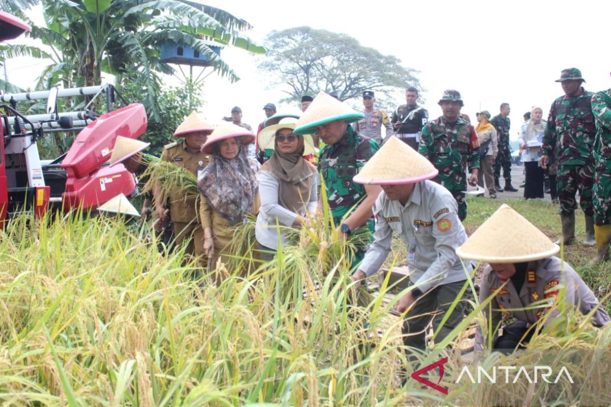 Danrem 051/Wkt panen padi bersama kelompok tani Bekasi