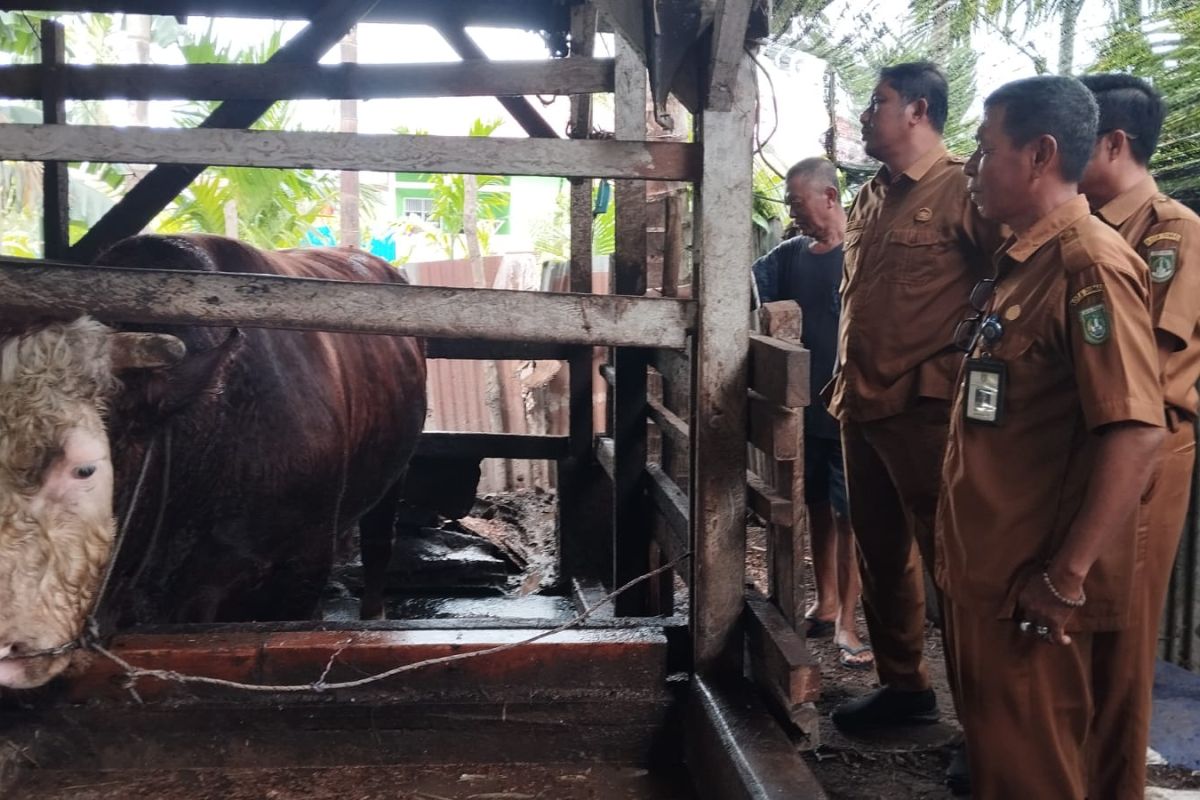 Dumai dapat penyaluran satu ekor Sapi kurban dari Presiden Prabowo