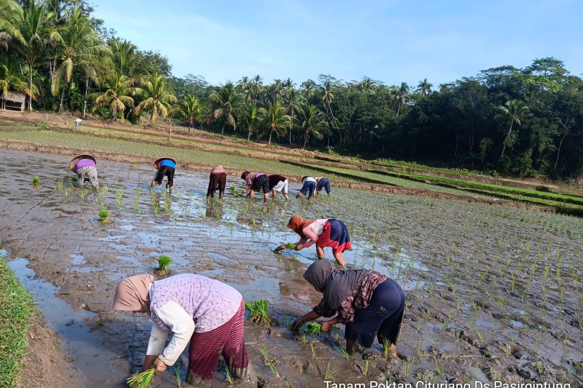 Pemkab Lebak lakukan percepatan tanam dukung swasembada pangan