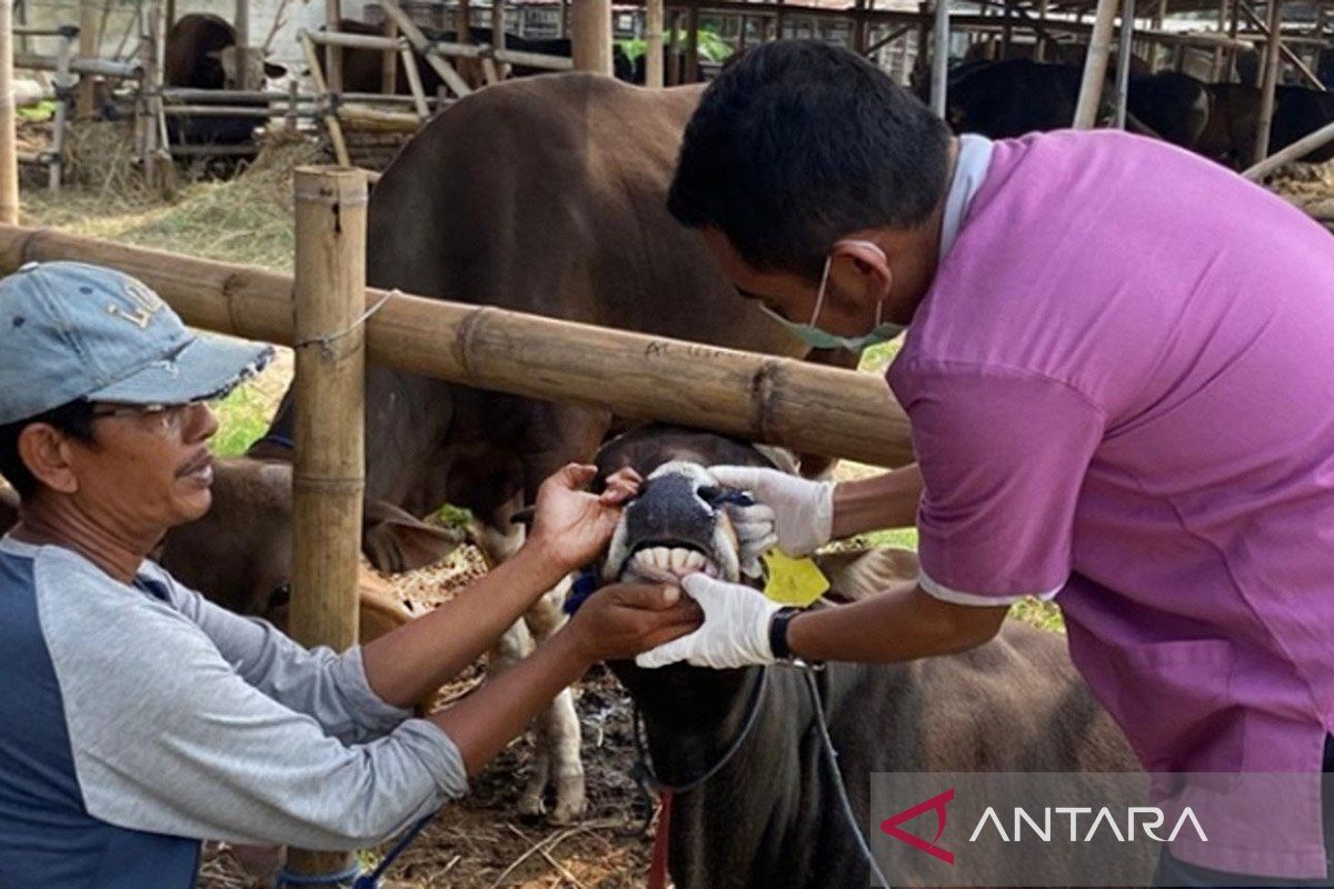 Begini cara tangani limbah hewan kurban ramah lingkungan