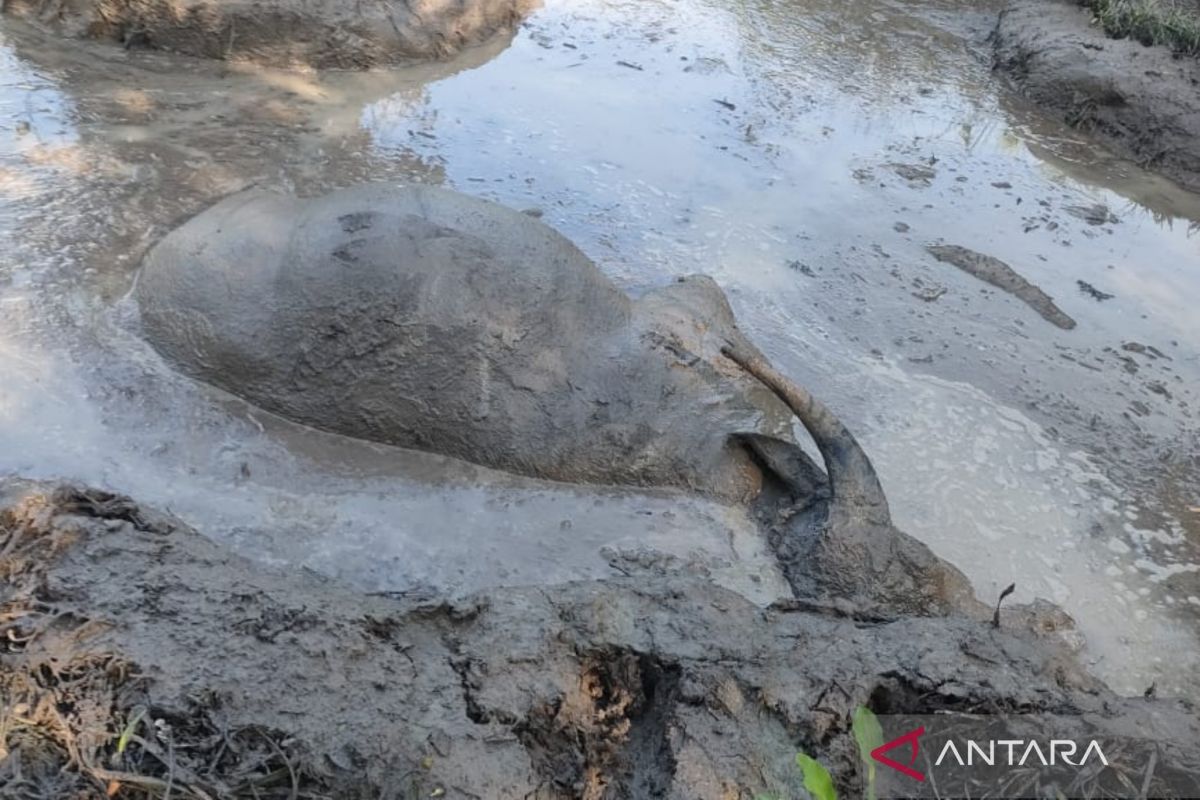 Distan Mukomuko laporkan 250 ternak mati akibat ngorok