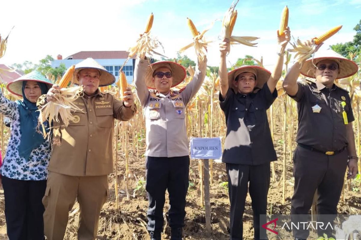 Panen jagung di Mukomuko dukung ketahanan pangan
