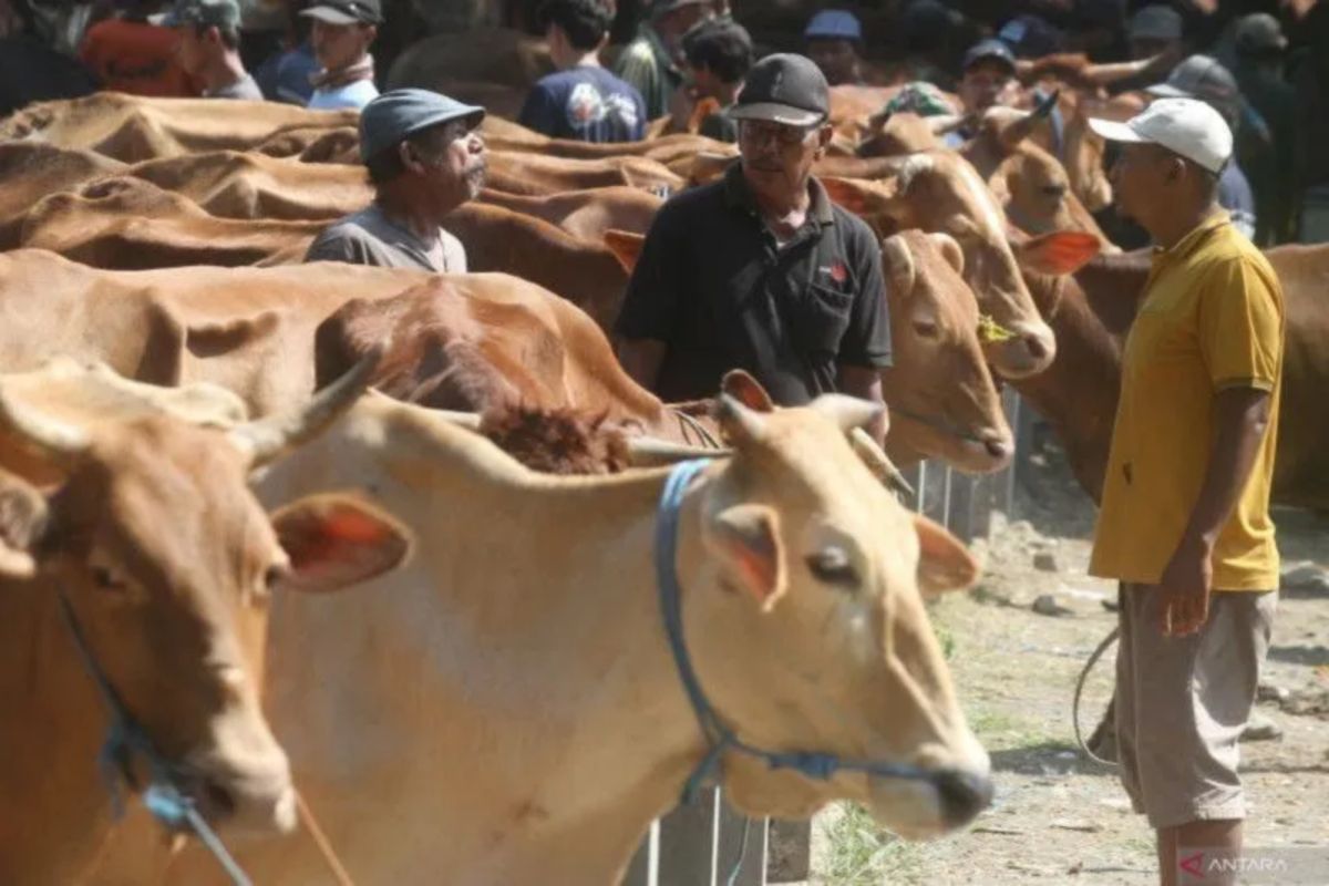 Sebanyak 80 persen sapi kurban di pasok dari luar Riau