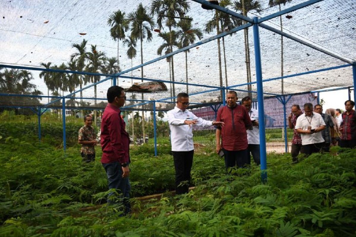 Semen Padang-PNNP distribusikan dua juta bibit pohon kaliandra merah