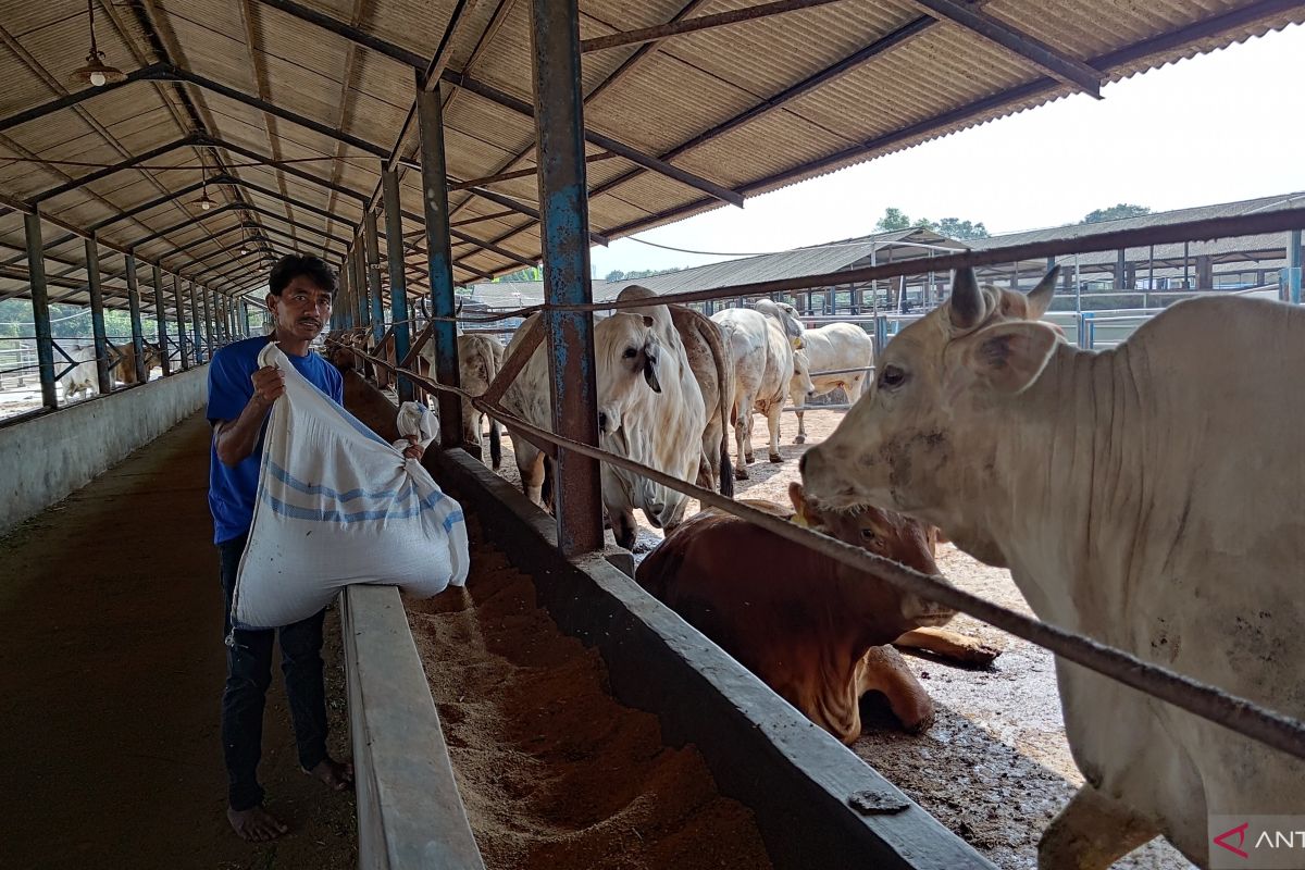 100 petugas dikerahkan awasi 655 lapak hewan kurban di Tangerang