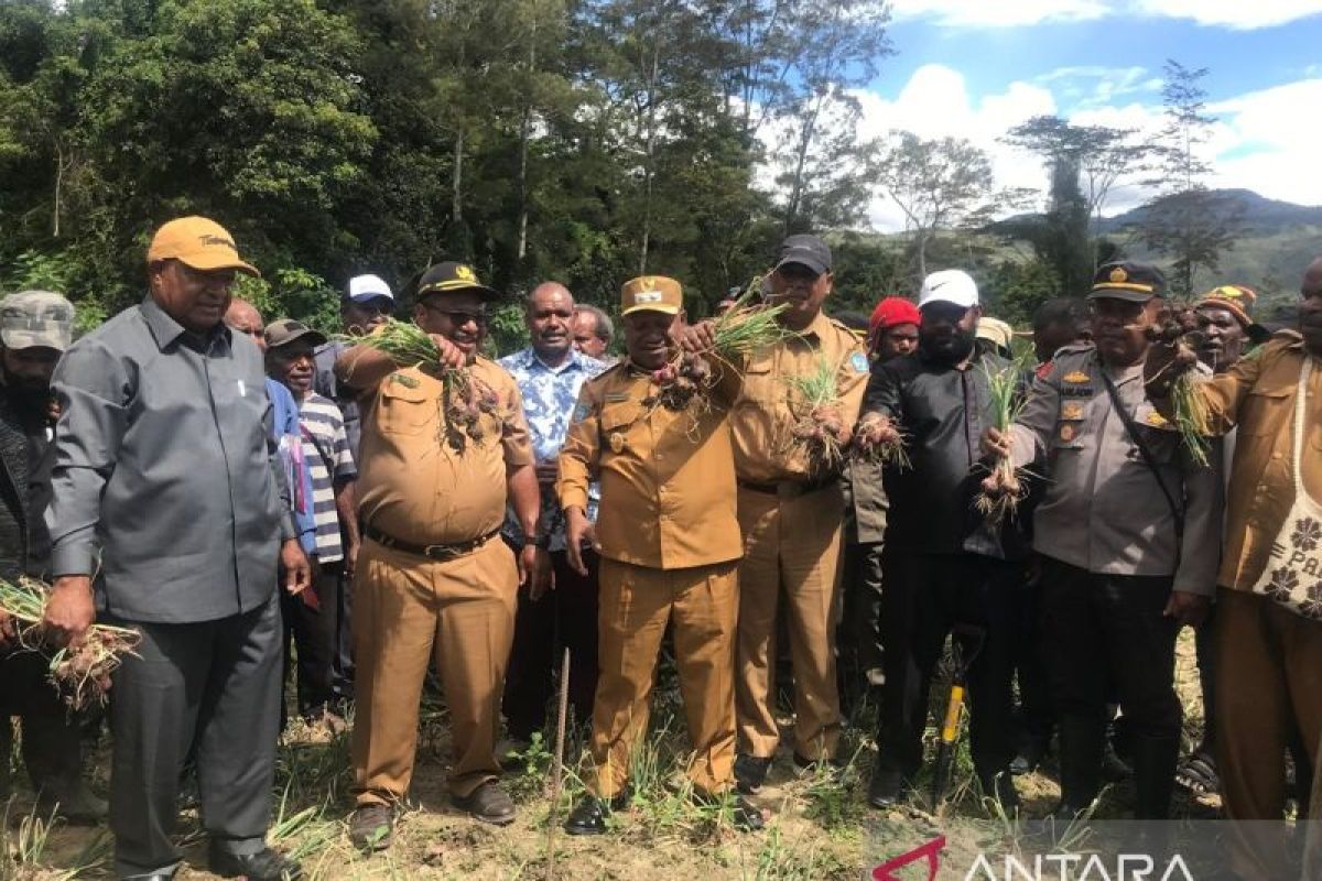 Pemkab Jayawijaya panen bawang merah lahan empat hektare distrik Piramid