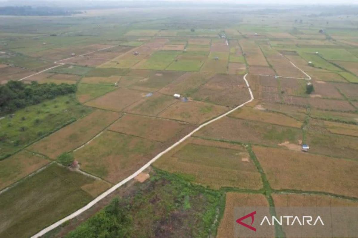 Pemkab Batangahari salurkan bantuan benih padi seluas 2,490 hektare