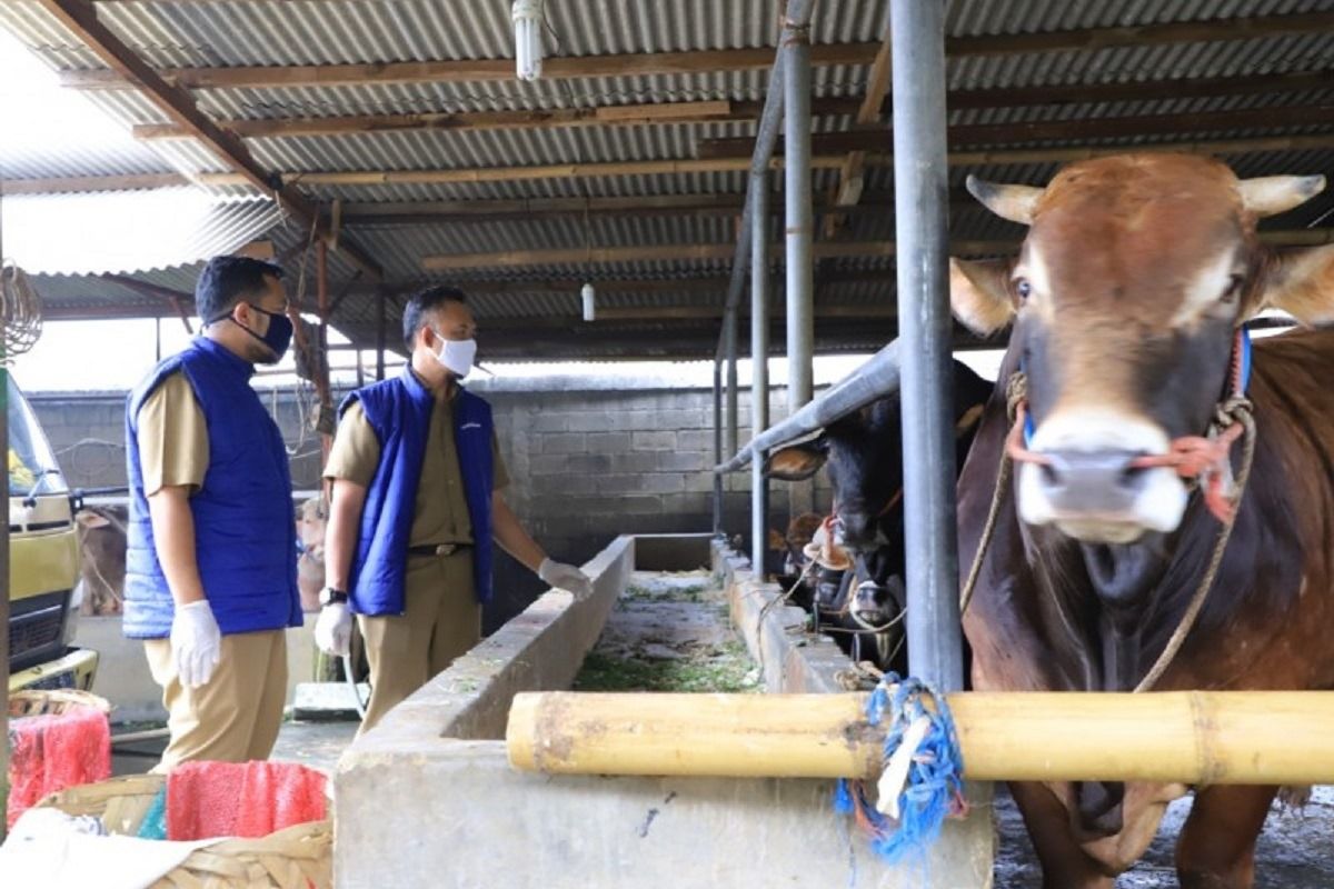 Kebutuhan hewan kurban di Kota Tangerang capai 17 ribu ekor