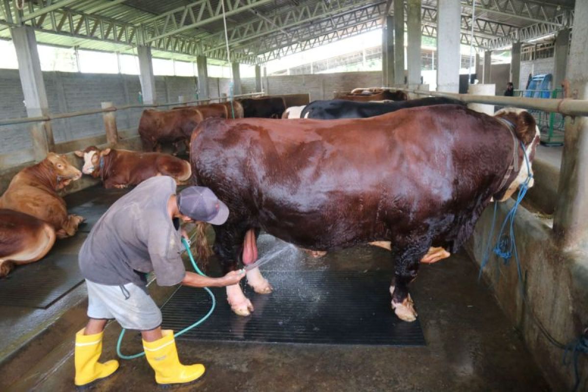 Presiden Prabowo kurban sapi bobot satu ton lebih di Lombok Tengah
