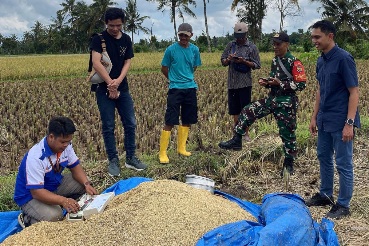 Serapan gabah petani di Lombok Timur capai 96 persen