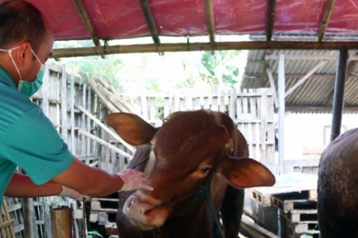 Pemkot Jakut pastikan kelayakan dan kesehatan hewan kurban