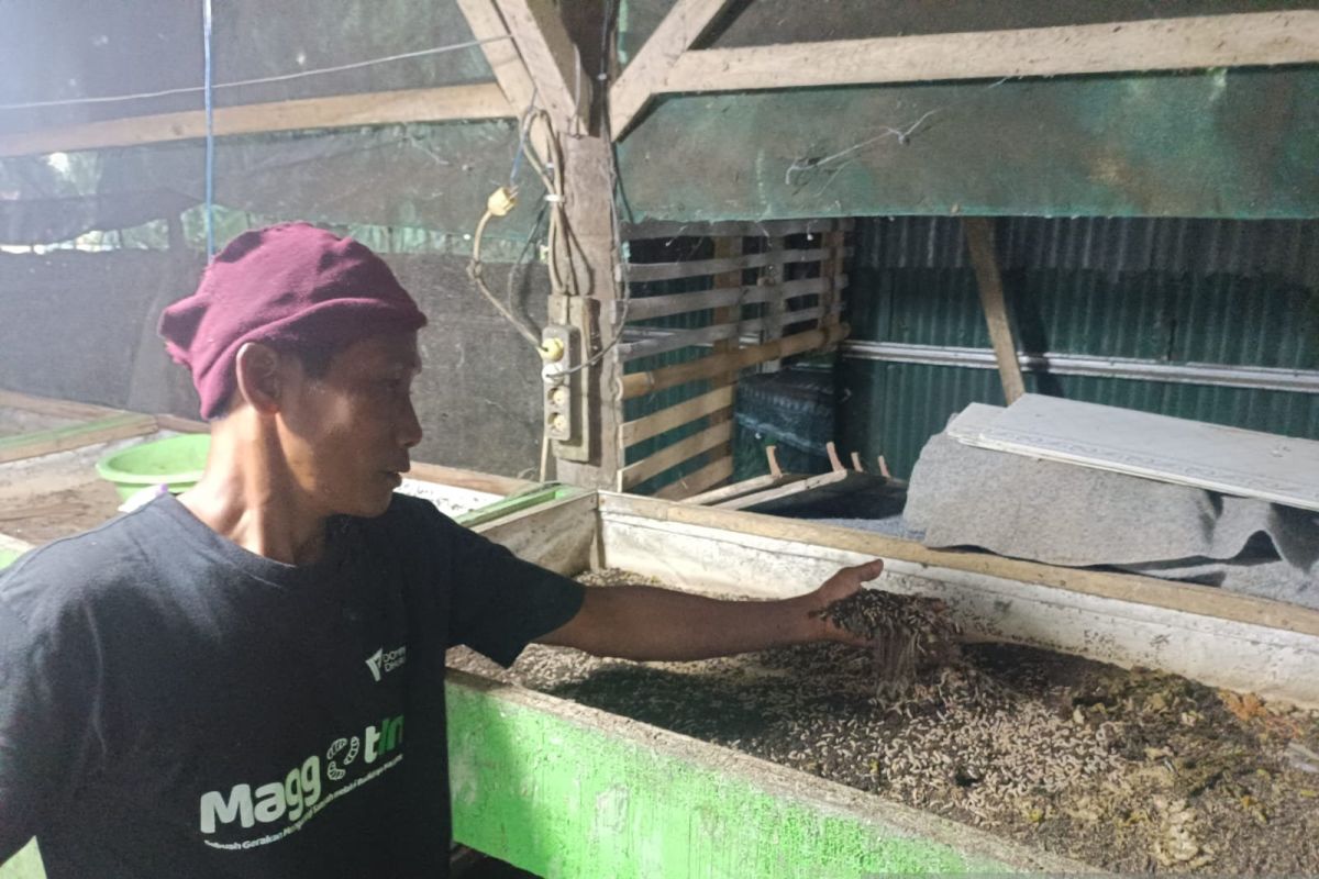 Maggotin Dompet Dhuafa solusi ubah sampah organik jadi uang