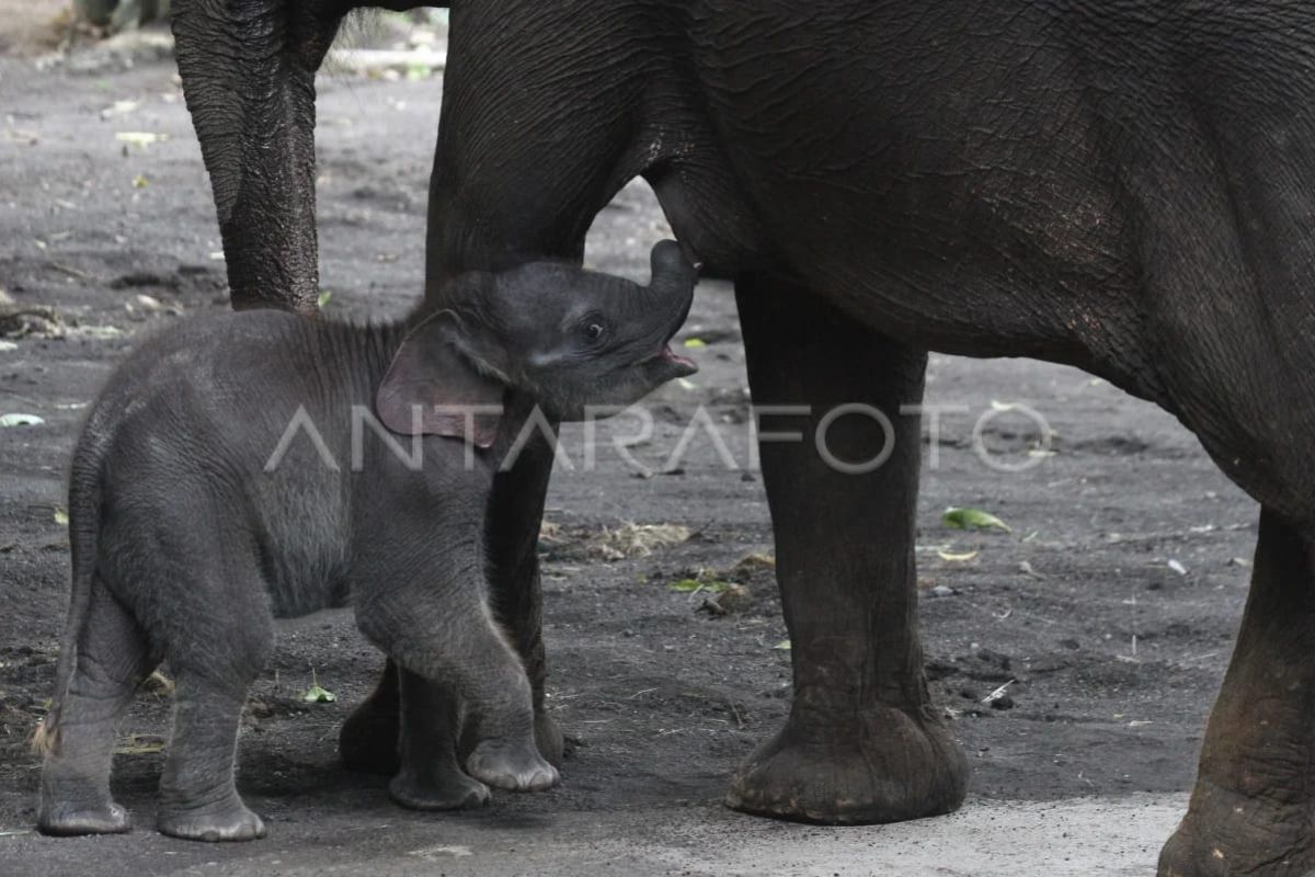 Batu Secret Zoo perkenalkan anakan gajah Sumatera bernama Diah
