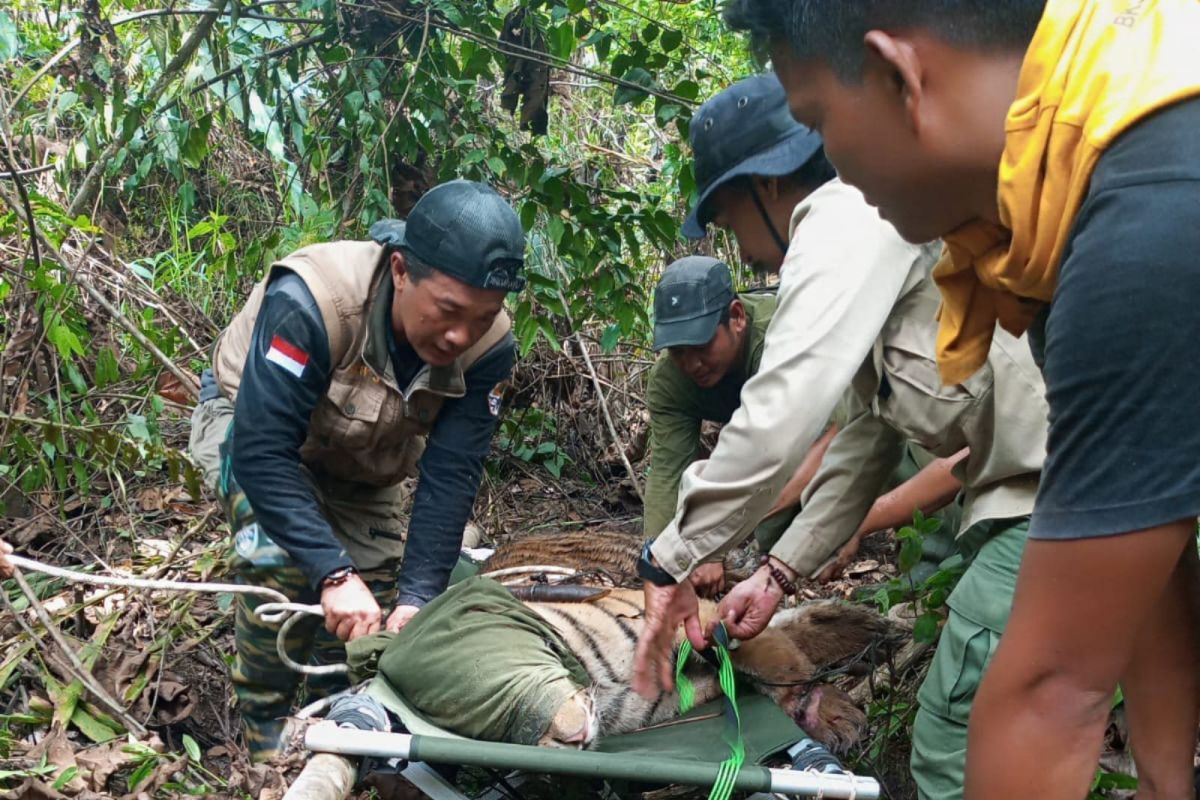 Harimau Sumatera yang kena perangkat Jerat terancam diamputasi