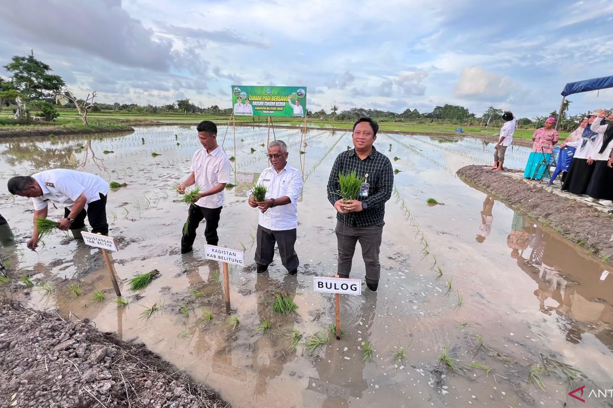 Bulog Belitung terus dampingi dan serap hasil panen petani