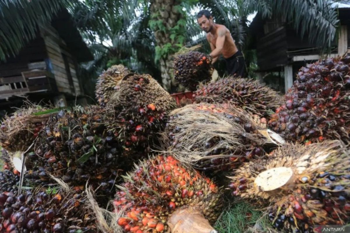 Harga TBS Kelapa Sawit di Riau turun signifikan pekan ini