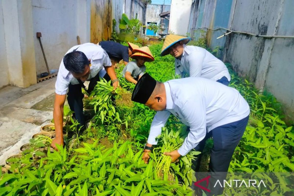 Warga binaan Lapas Martapura panen sayuran hijau