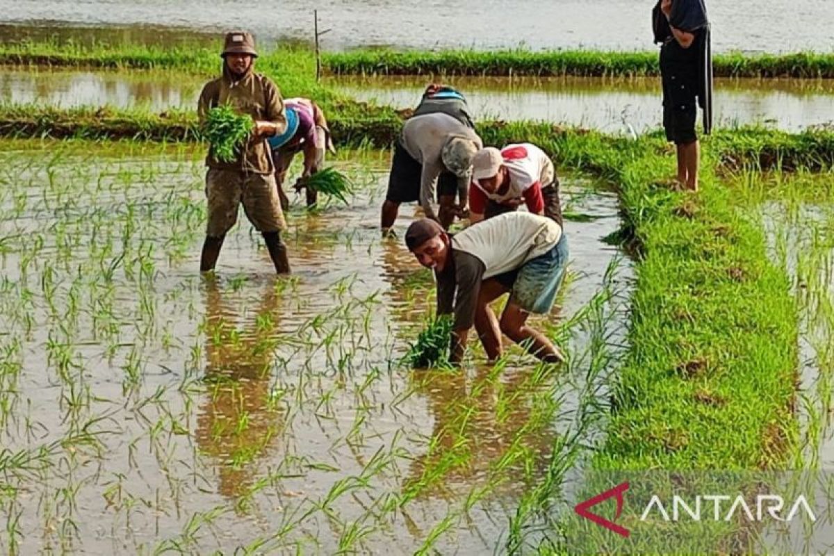 BPS Sulsel: Tiga subsektor pertanian alami kenaikan per Juni 2025