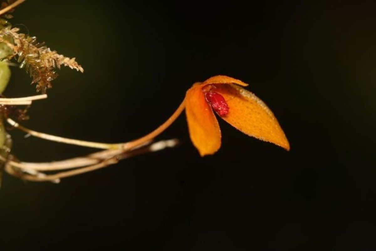 New species of orchid discovered in Kalimantan