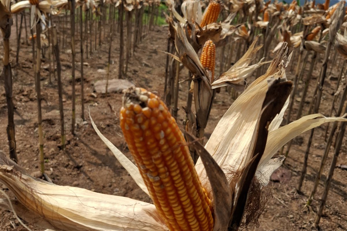 Bulog Lampung sebut enam unit gudang penyimpanan jagung sudah penuh
