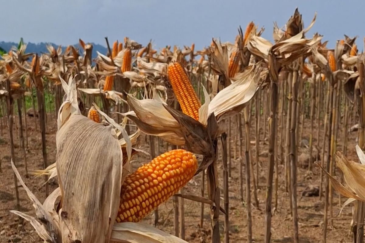 Bulog Lampung minta petani keringkan jagung sesuai standar